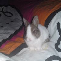 Photo de profil de Duracel