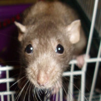 Photo de profil de Pandora