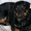 Photo de Brandy