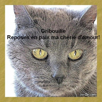 Photo de profil de Gribouille