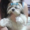 Photo de Aleena princess of the green valley