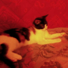 Photo de Canelle