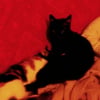 Photo de Bambou