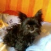 Photo de Noisette