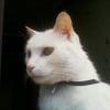 Photo de Nougat