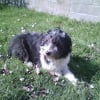 Photo de Garou
