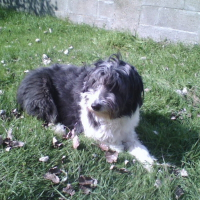 Photo de profil de Garou