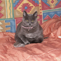 Photo de profil de Choupette