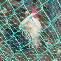Photo de profil de Franklin