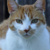Photo de Hercule