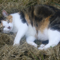 Photo de profil de Speedy
