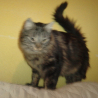 Photo de profil de Dounia