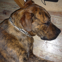 Photo de profil de Dandy