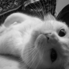 Photo de Azalahey