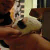 Photo de Sonic
