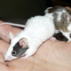 Photo de Mario, Souris