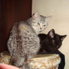 Photo de Loustique