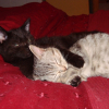 Photo de Crapouil