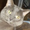 Photo de Nika