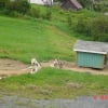Photo de Gerryy, Husky Sibérien