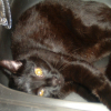 Photo de Patapouf