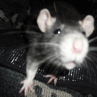 Photo de profil de Fifille