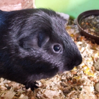 Photo de profil de Atchoum