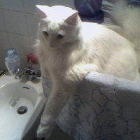 Photo de profil de Daffy