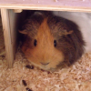 Photo de Remy