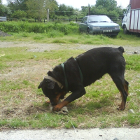 Photo de profil de Tornade