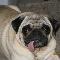 Photo de profil de Mao