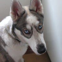 Photo de profil de Louvette