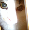 Photo de Tigrou