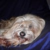 Photo de Paddy