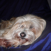 Photo de profil de Paddy
