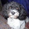 Photo de Bambou