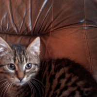 Photo de profil de Gribouille
