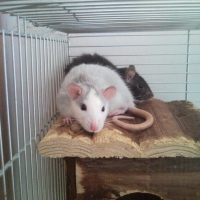 Photo de profil de Lili et deamon
