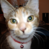 Photo de Noisette
