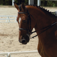 Photo de profil de Istesso tempo rocio