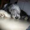 Photo de Dudley du chevalier de la toison d'or