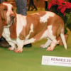 Photo de Sésame de la mahaudière, Basset Hound
