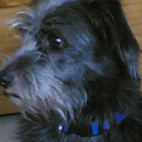 Photo de profil de Über