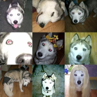 Photo de profil de Lorka