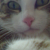 Photo de Nenette