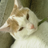 Photo de Caramel