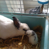 Photo de Pupuce
