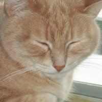 Photo de profil de Mousse