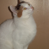 Photo de Chouchou