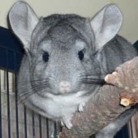 Photo de profil de Moumoute